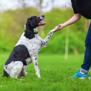 personalized dog training