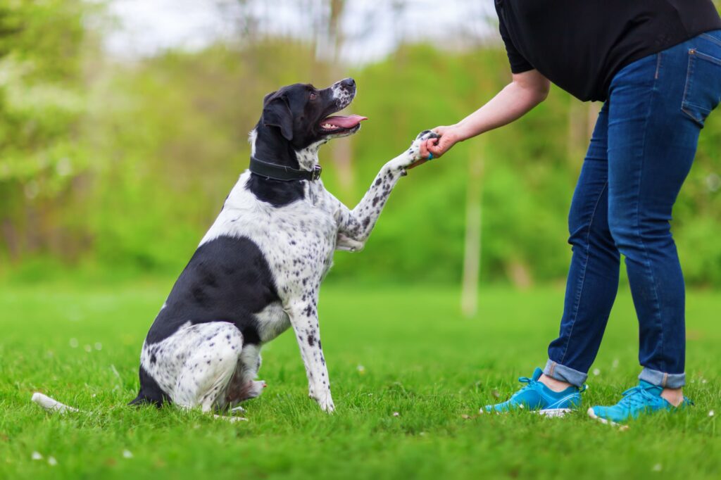 personalized dog training